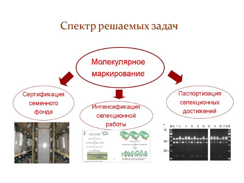 Спектр решаемых задач Паспортизация селекционных достижений Сертификация семенного фонда Молекулярное  маркирование  Интенсификация